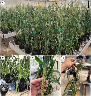 Tackling unbalanced datasets for yellow and brown rust detection in wheat